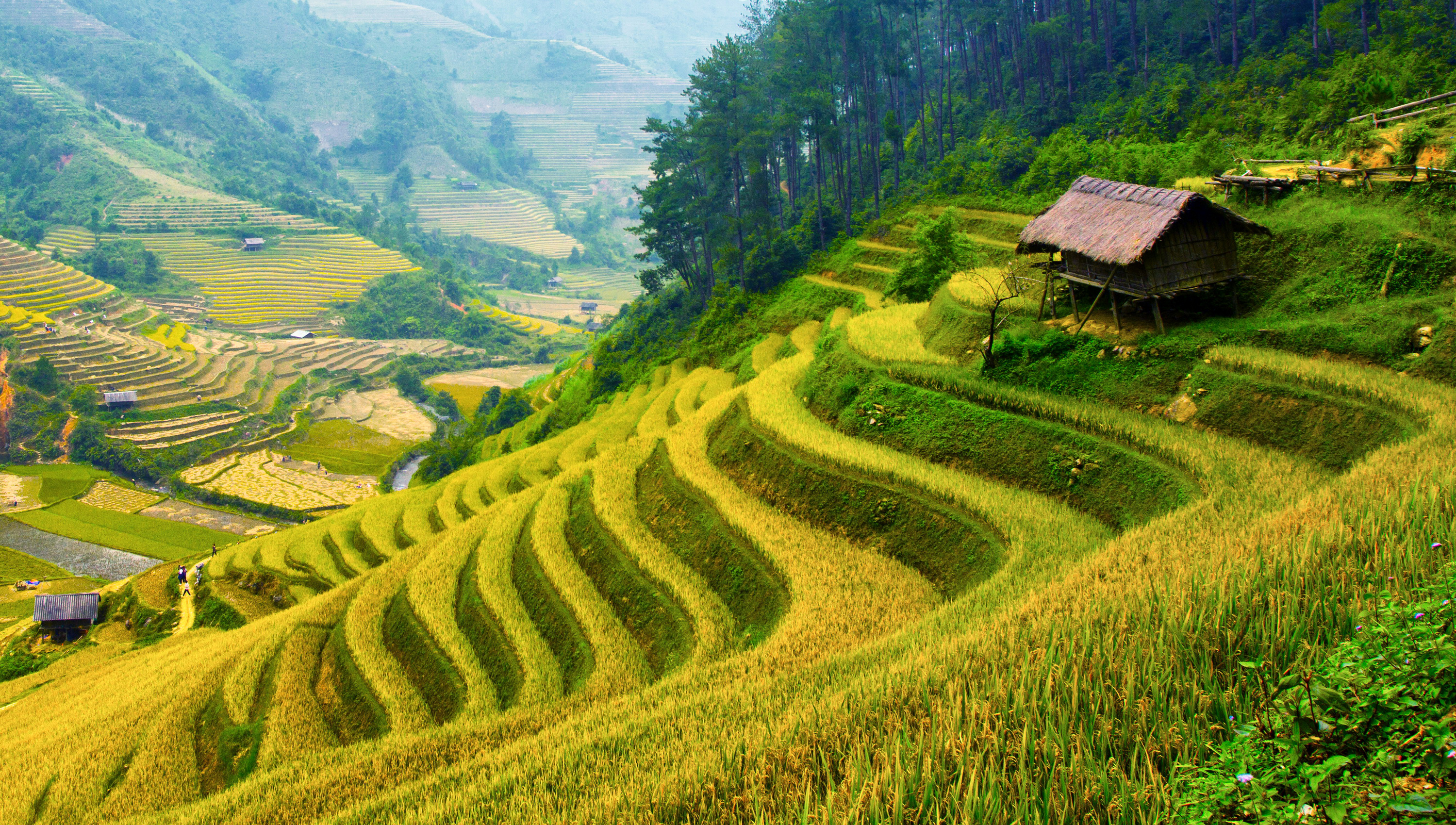 Влажный холм. Террасирование склонов Китай. Нагорье Юньнань Вьетнам. Террасирование горных склонов в Китае. Юньнань чайные плантации.