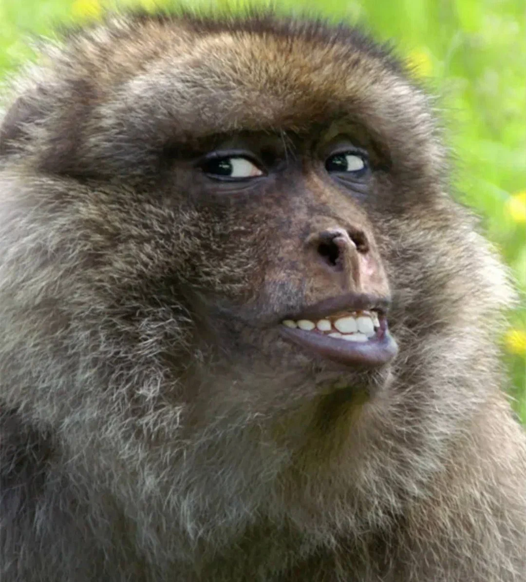 Спалах віспи мавп: все, що потрібно знати про захворювання