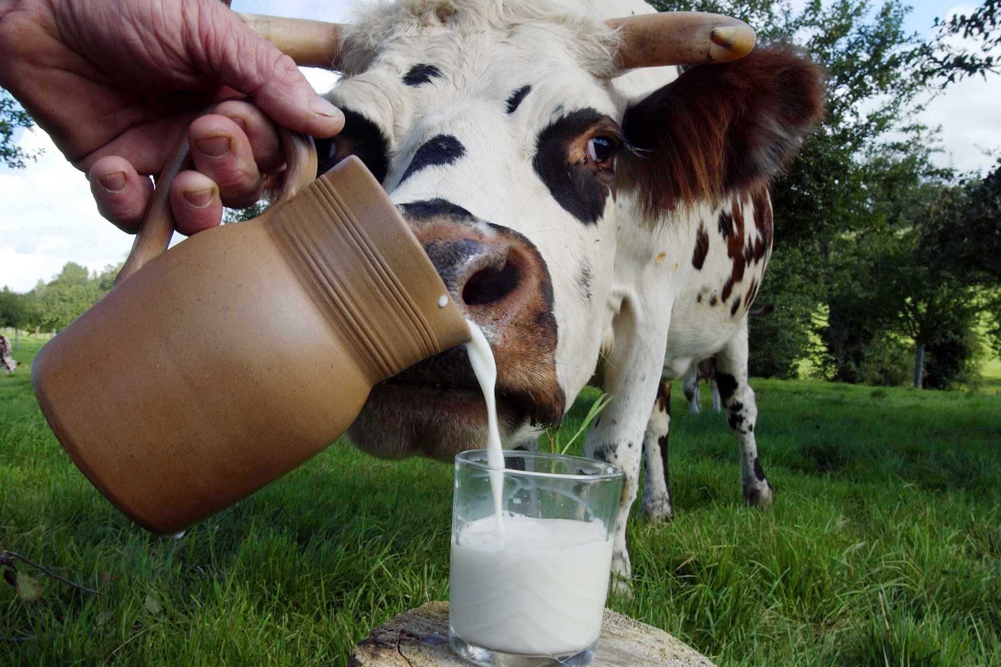 В Україні багато корів пустили під ніж: назріває молочна криза