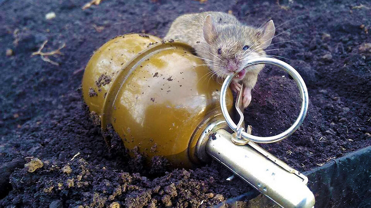Українські солдати скаржаться на засилля щурів та мишей - як у Першу світову