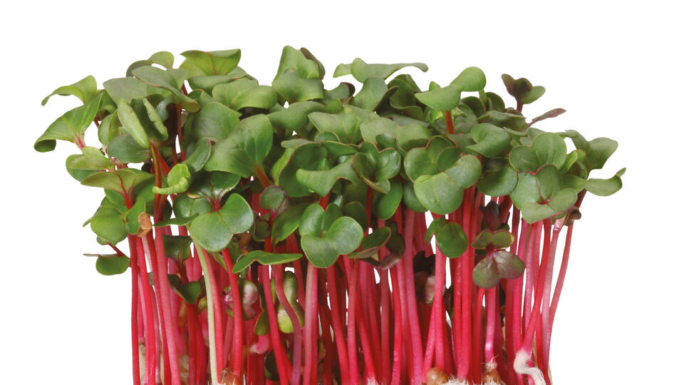 Регулярное употребление этих овощей способно предотвратит рак