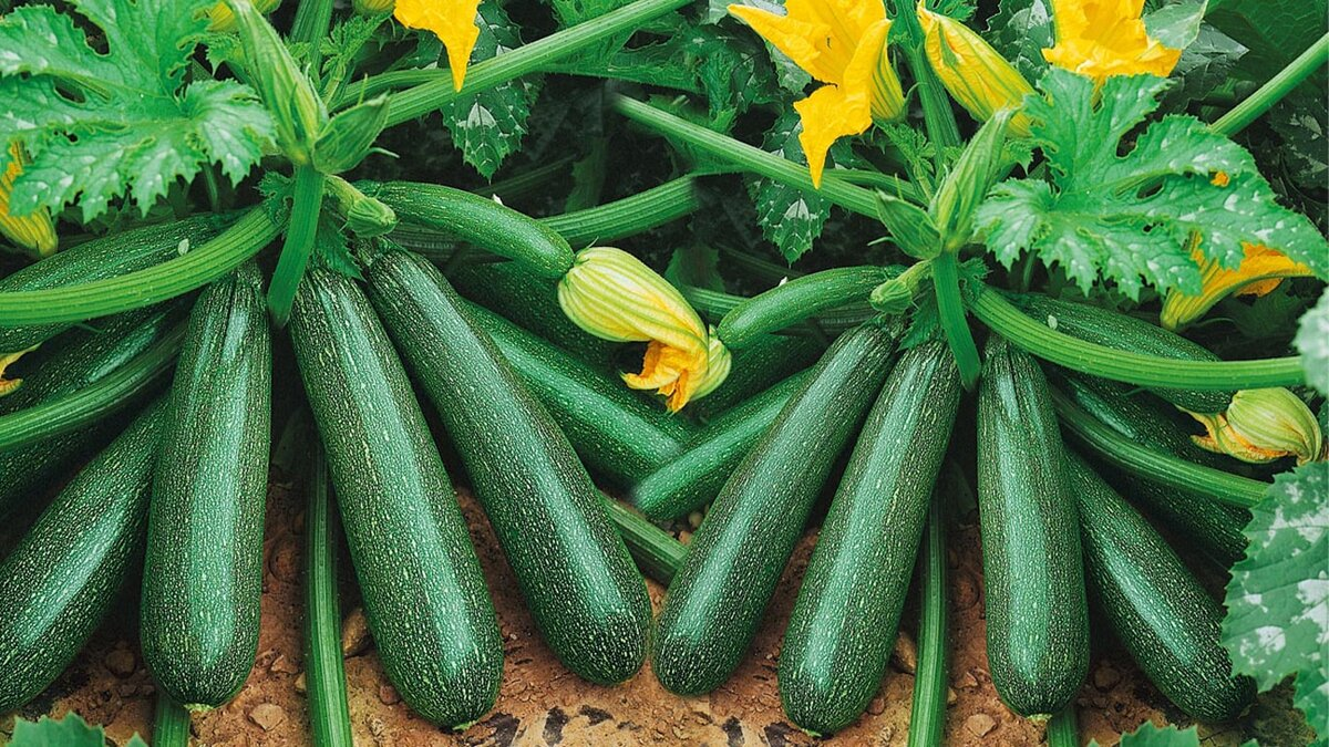 Допомагає схуднути, лікує серце, бореться з раком: 10 унікальних властивостей одного зеленого овоча