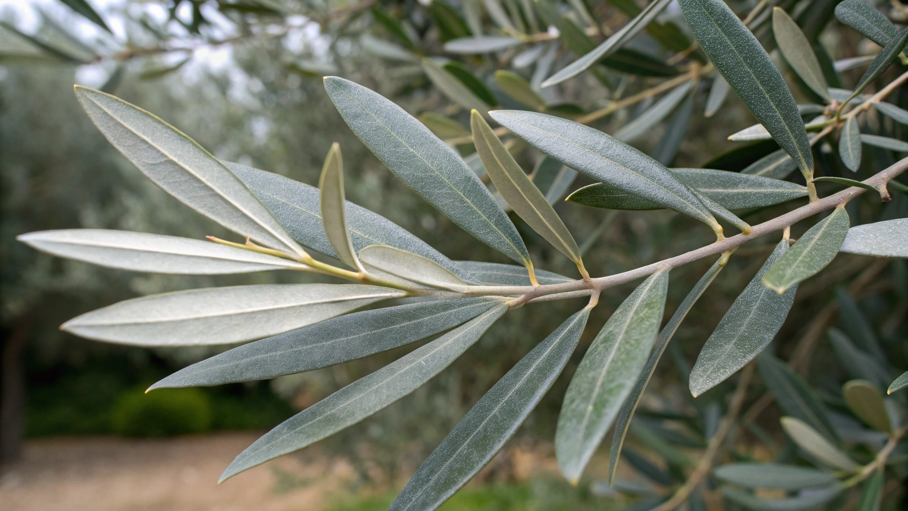 Это чудо-растение настоящий суперфуд: защищает сердце, спасает при ожирении и диабете