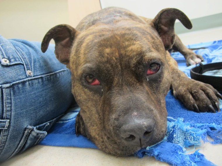 7 продуктов  c вашего стола, которые нельзя давать ни собакам, ни кошкам