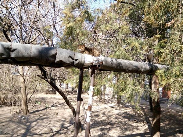 Як пропіаритися та «нагрітися» за бюджетний рахунок. «КОТОІЗОЛЯЦІЯ» теплотрас – 2