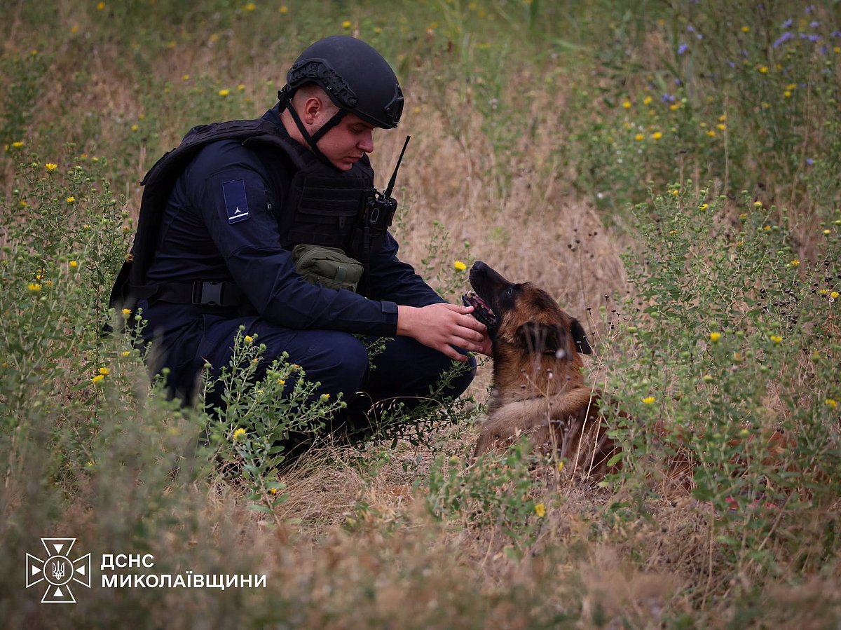 На Миколаївщині собаки-сапери допомагають шукати міни та боєприпаси