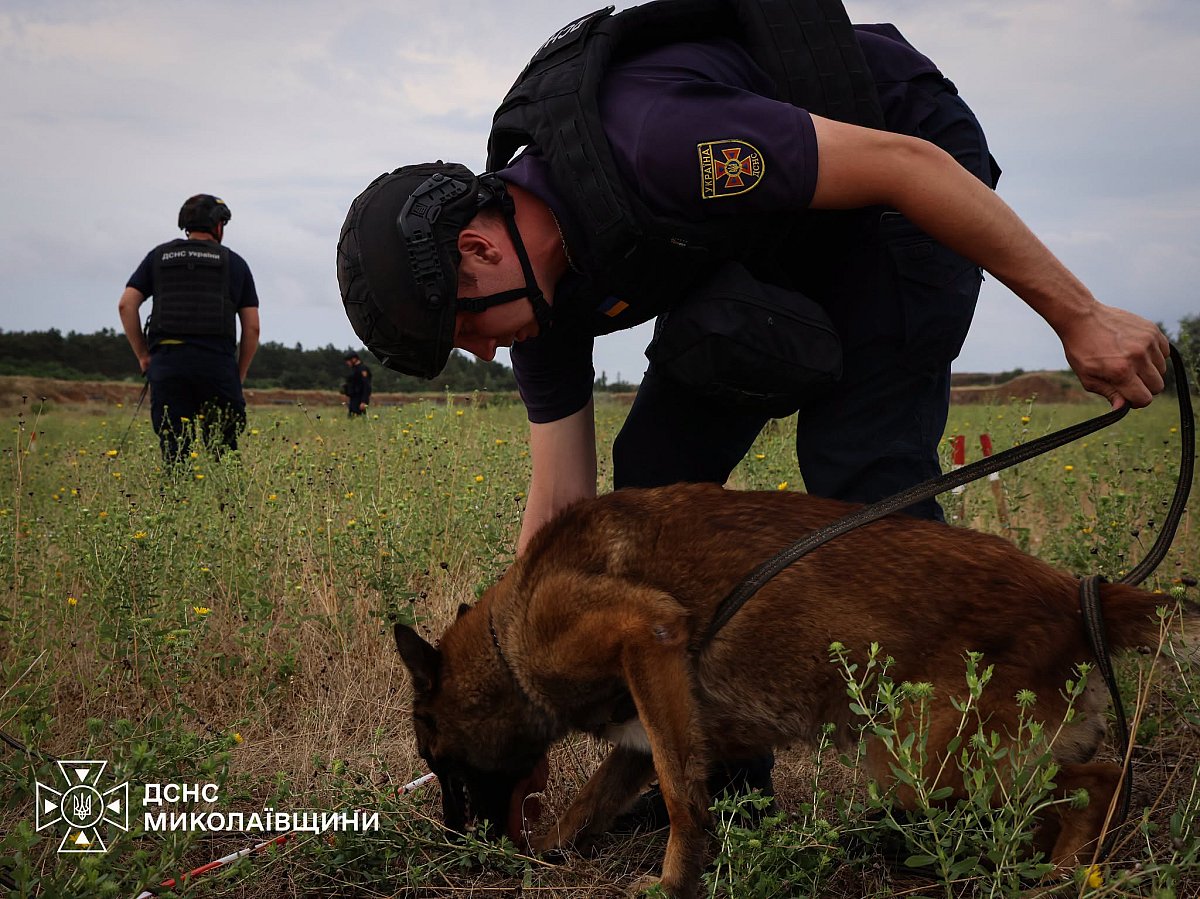 На Миколаївщині собаки-сапери допомагають шукати міни та боєприпаси