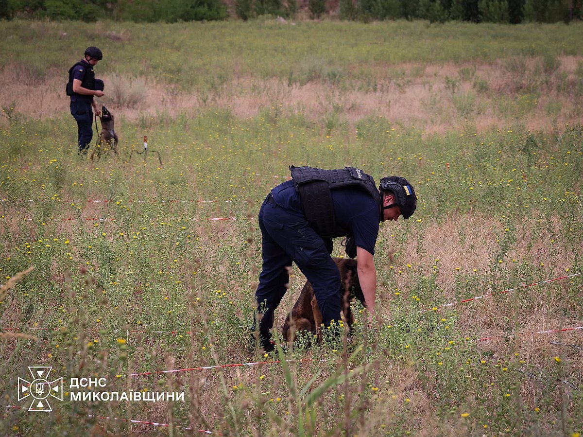 На Миколаївщині собаки-сапери допомагають шукати міни та боєприпаси