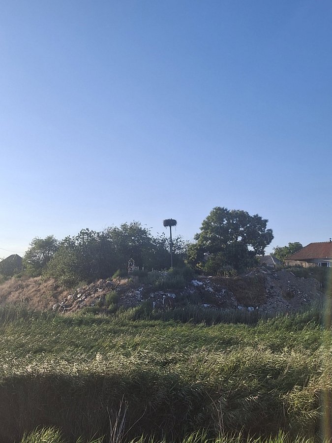 В Николаеве поселились аисты - вокруг гнезда горожане устроили свалку (фото)