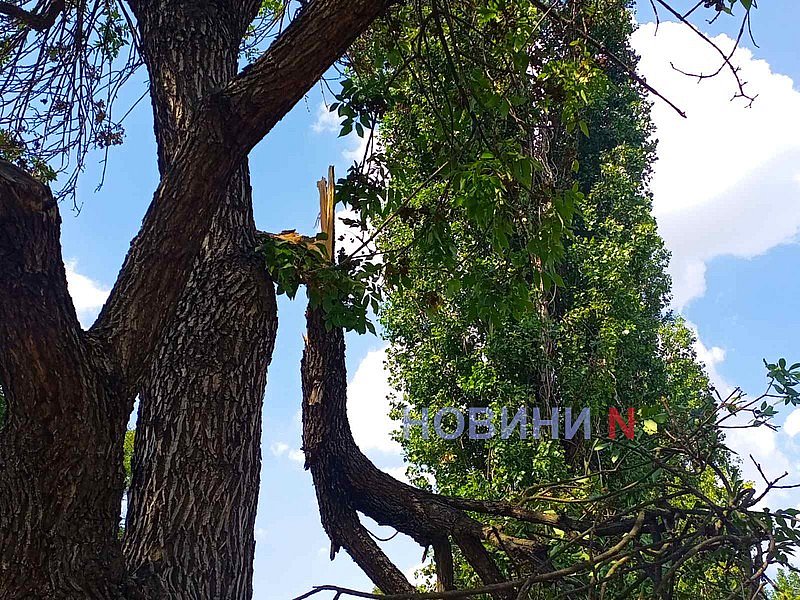В центре Николаева на тротуар рухнула огромная ветка (фото)