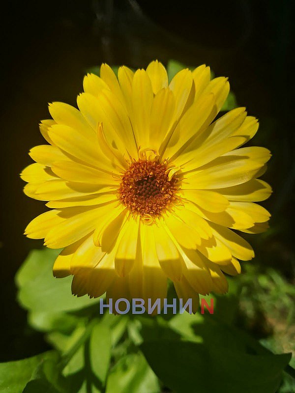 Прогноз погоды для Николаевщины на 13 августа: малооблачно и без осадков