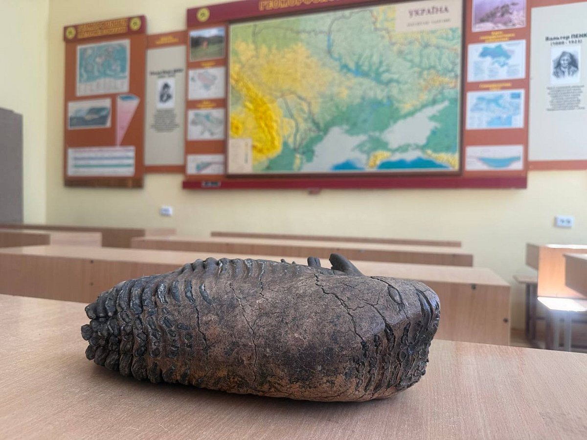 В реке на Львовщине нашли зуб мамонта весом более 7 кг (фото)