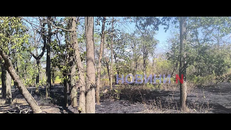 В Николаеве снова горит зеленая зона «Дубки» (фото, видео)