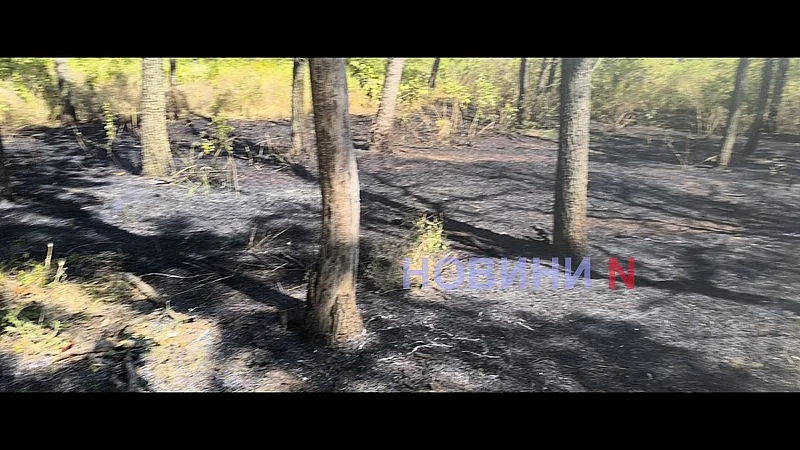 В Николаеве снова горит зеленая зона «Дубки» (фото, видео)