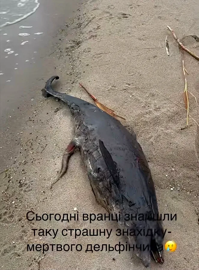 На пляже «Чайка» в Николаеве нашли мертвого дельфина (фото)