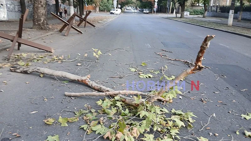 На «Рено» в Николаеве упала огромная ветка (фото)