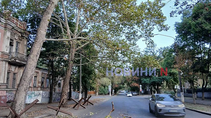 На «Рено» в Николаеве упала огромная ветка (фото)
