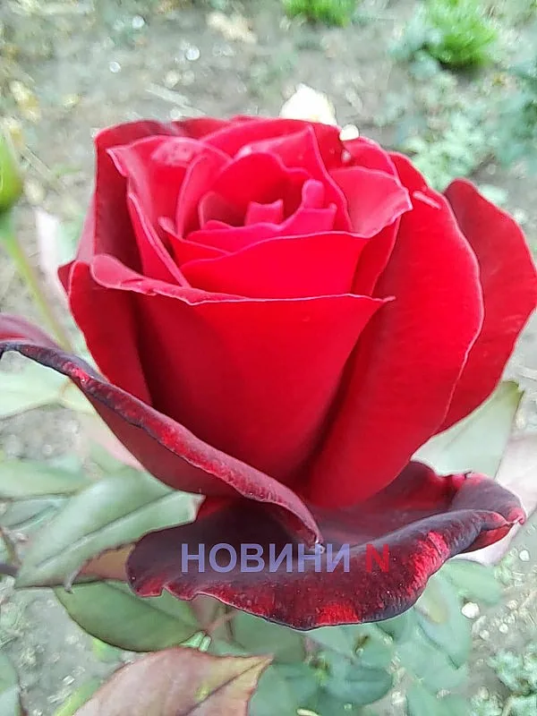 Синоптики рассказали, какой будет погода в Николаеве и области 16 сентября