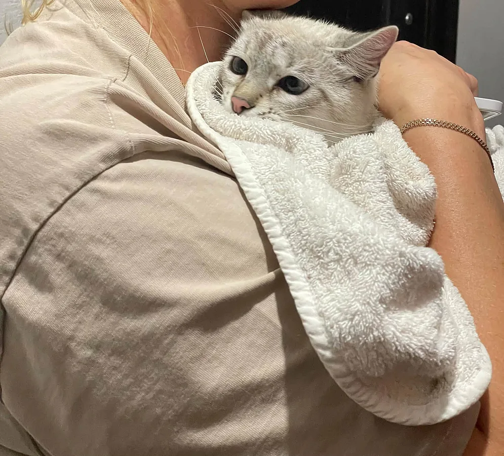 Около месяца провела на крыше: в Николаеве коммунальники спасли кошку