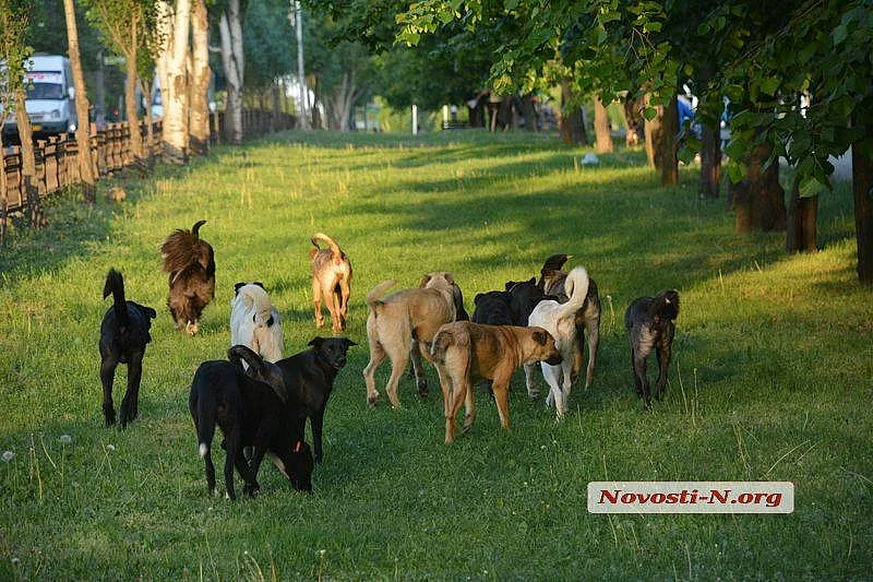 Фото ілюстраційне, з архіву Новин-N