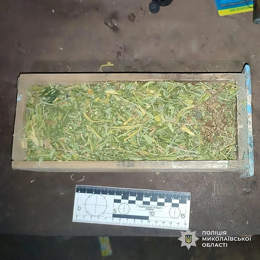 Более 1000 кустов конопли и 10 кг каннабиса: жителей Николаевщины подозревают в наркопреступлениях