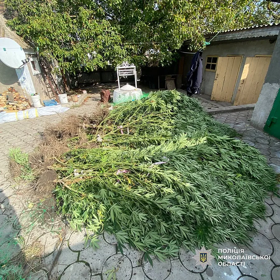 Более 1000 кустов конопли и 10 кг каннабиса: жителей Николаевщины подозревают в наркопреступлениях