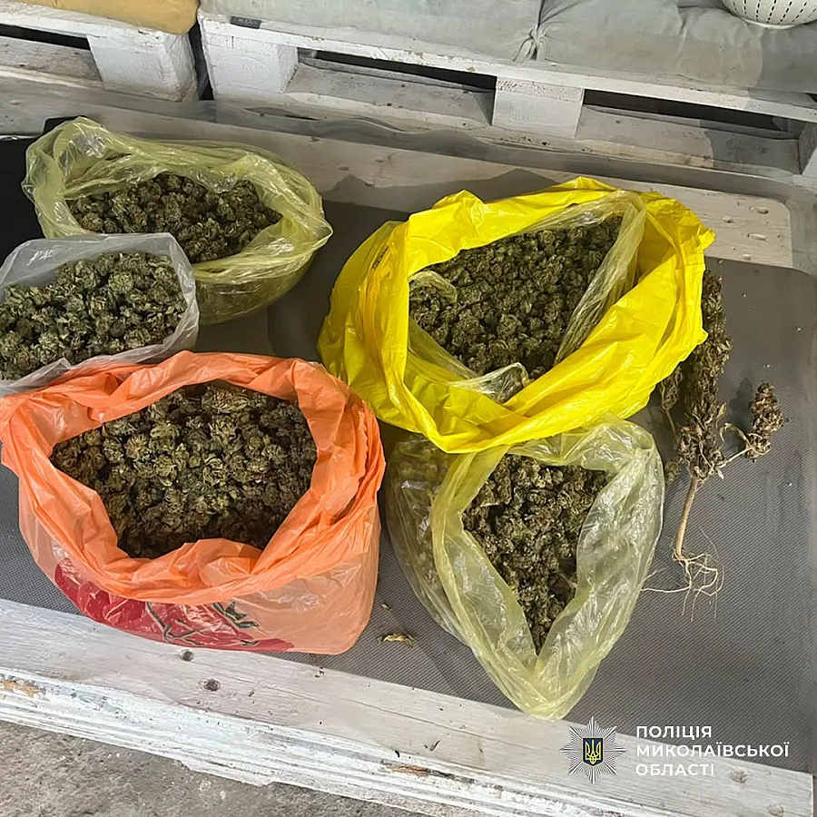 Более 1000 кустов конопли и 10 кг каннабиса: жителей Николаевщины подозревают в наркопреступлениях