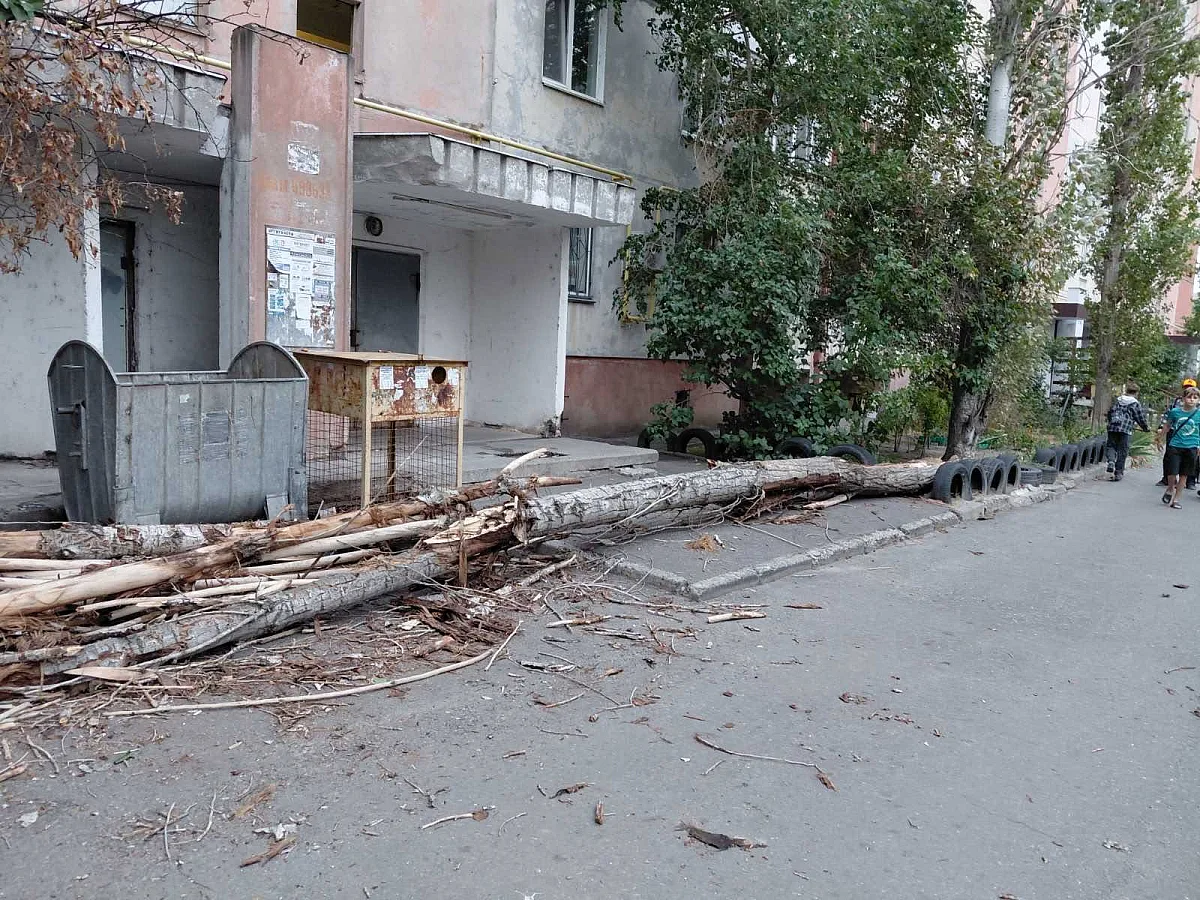 В Николаеве упало сухое дерево у многоэтажки: жители просили его спилить еще в мае