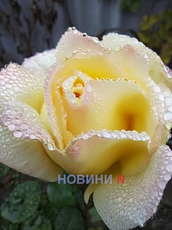 Облачно и до 19 градусов: какой будет погода на Николаевщине 24 сентября
