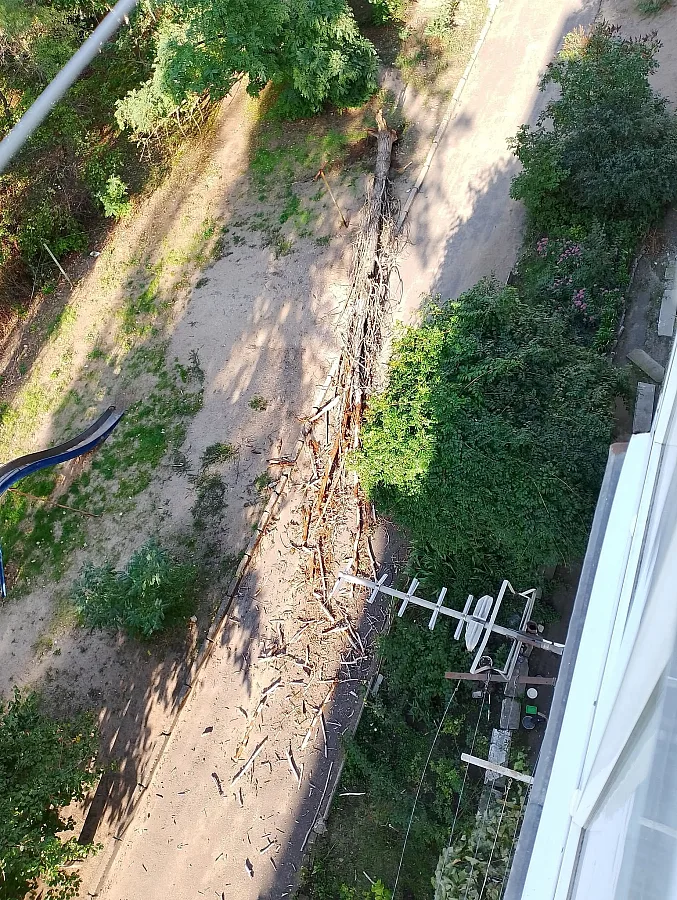 В Николаеве из-за сильного ветра у детской площадки упало сухое дерево и перекрыло проезд во дворе
