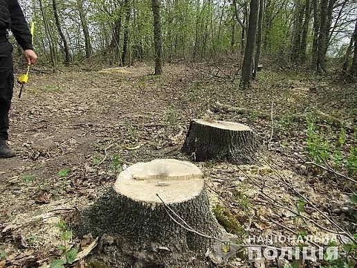 Спилил три ясеня бензопилой: суд обязал нарушителя возместить 38,7 тысячи гривен ущерба