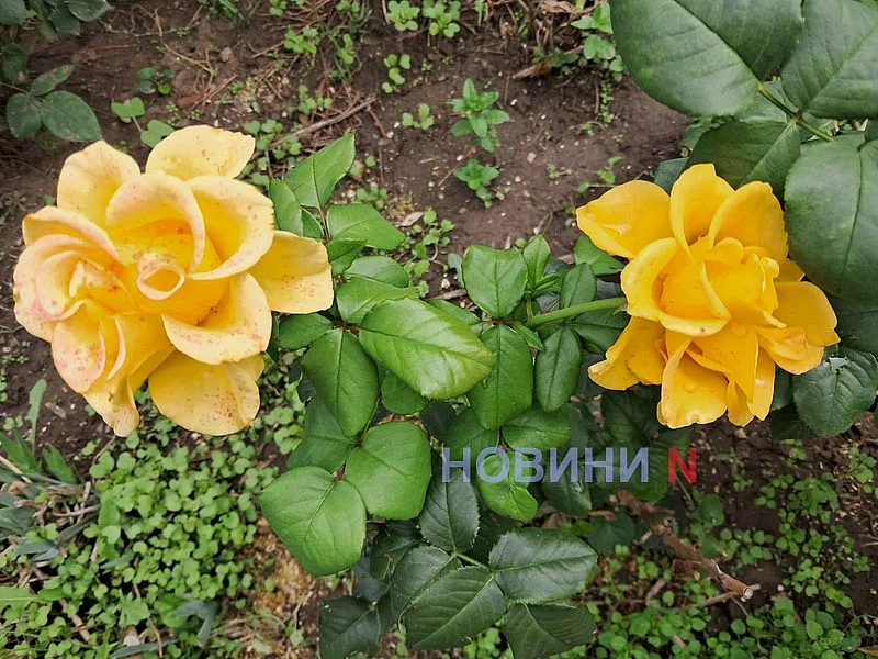 Погода на Николаевщине 4 октября: до +24°C, местами возможны заморозки