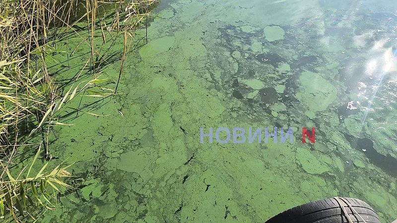 В Южном Буге «зацвела» вода - и это не водоросли (фото, видео)