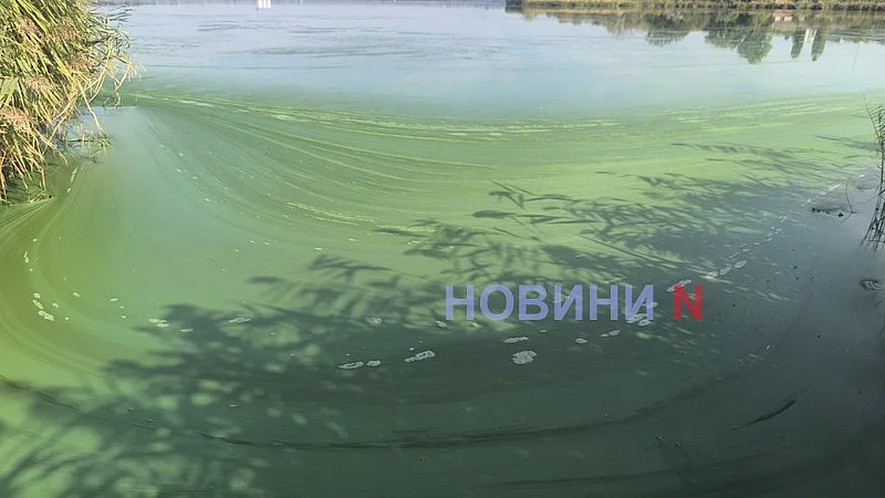 В Южном Буге «зацвела» вода - и это не водоросли (фото, видео)
