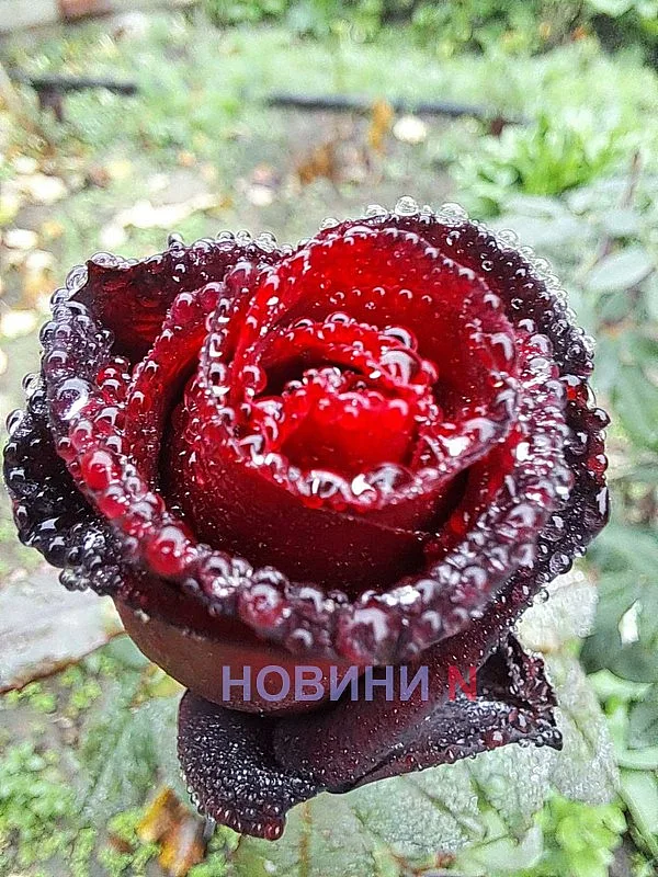 Дощі та до +19: синоптики розповіли про погоду на 18 жовтня