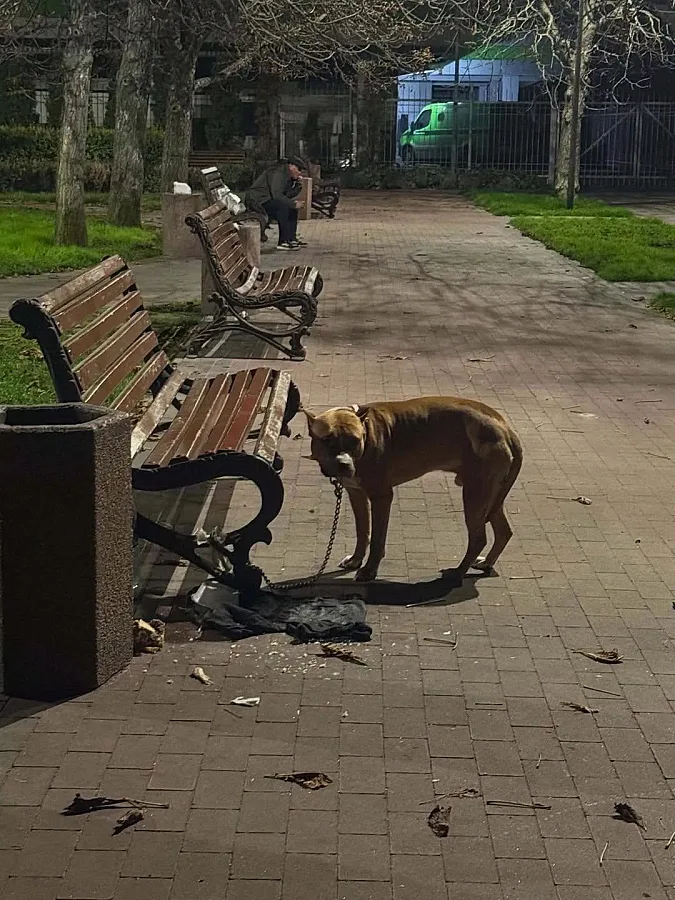 «Меня забрали ТЦК»: в Полтавской области собаку оставили в парке с запиской о мобилизации хозяина
