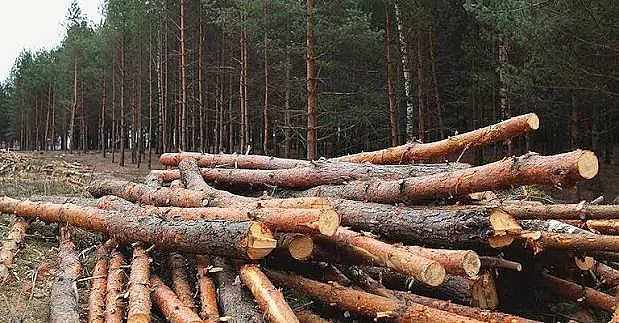 В Николаевской области через суд хотят взыскать почти 250 тыс. грн за незаконную вырубку деревьев