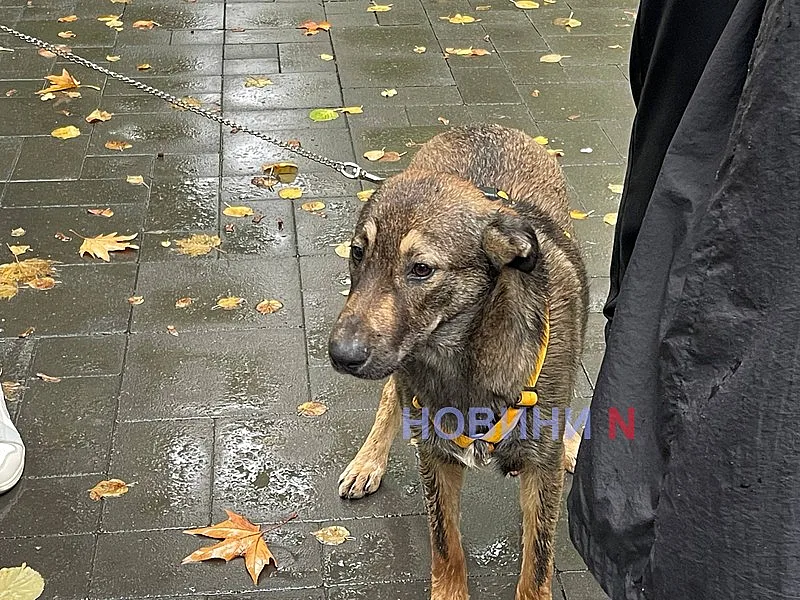 У Миколаєві влаштували виставку безпритульних собак
