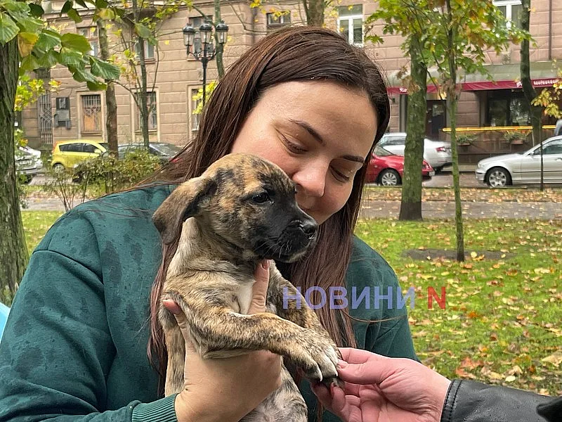 У Миколаєві влаштували виставку безпритульних собак