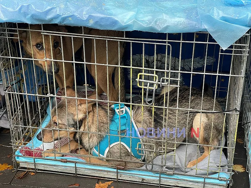 У Миколаєві влаштували виставку безпритульних собак