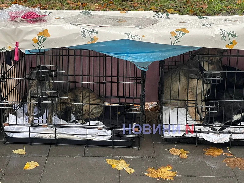 У Миколаєві влаштували виставку безпритульних собак