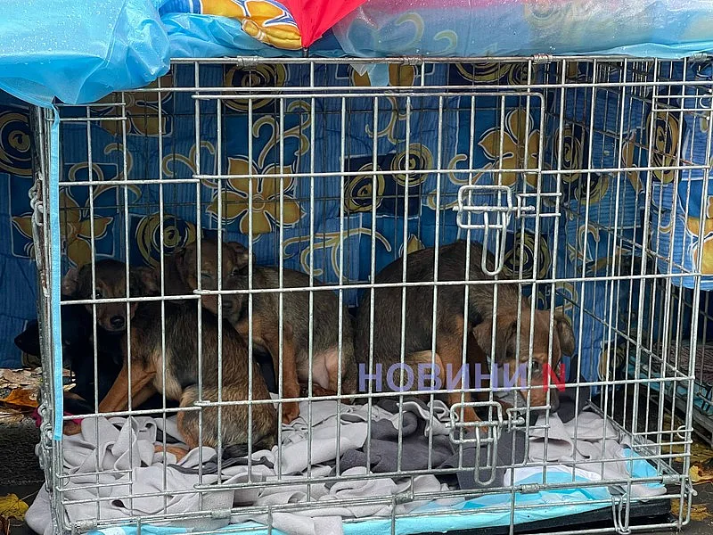 У Миколаєві влаштували виставку безпритульних собак