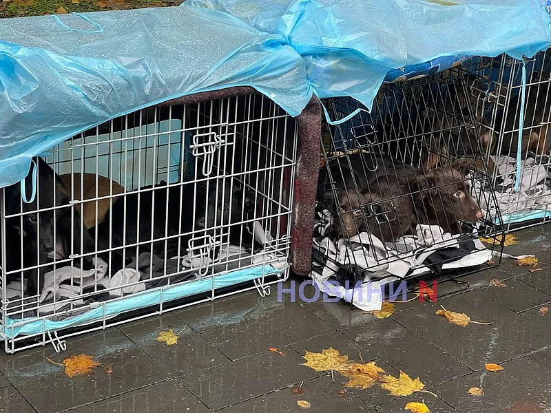 У Миколаєві влаштували виставку безпритульних собак