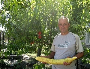 Житель Одесской области вырастил гигантский огурец