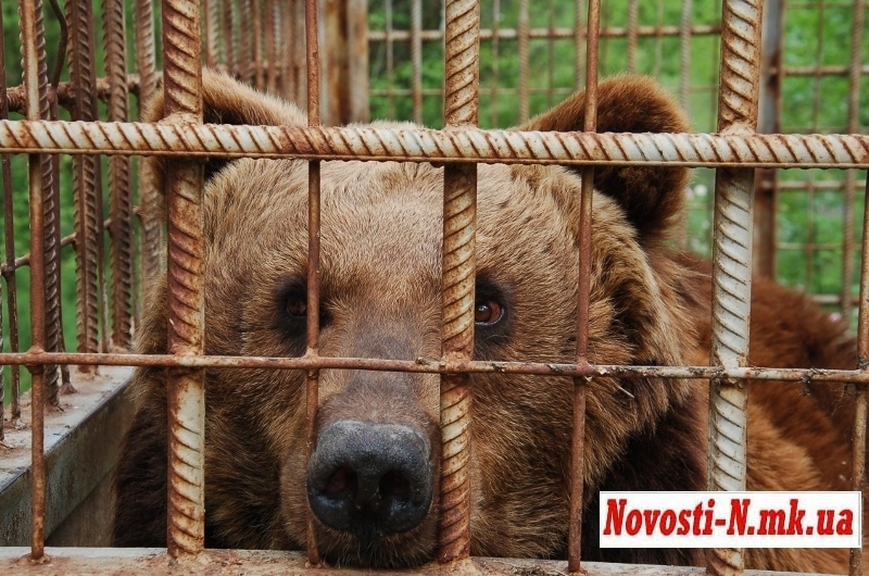 Судьбой первомайских медведей озаботились британские защитники животных