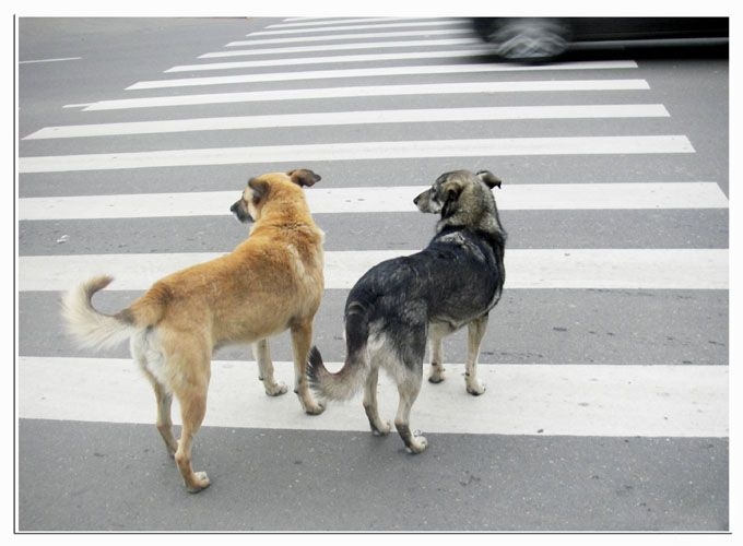 В Николаеве правила дорожного движения соблюдают даже собаки