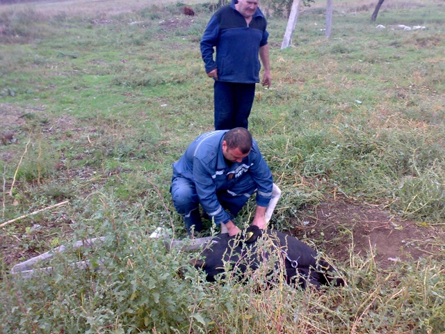 На Николаевщине спасли бычка, который упал в колодец