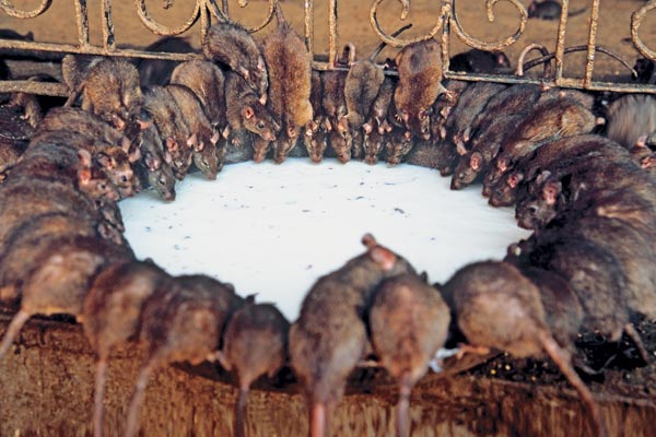 Чтобы избавиться от крыс, тараканов и прочих тварей, Николаевщине нужно  не менее 600 тысяч гривен в год