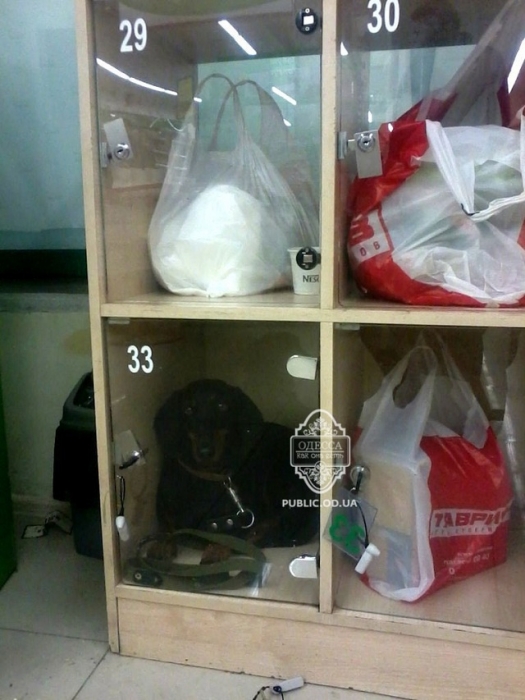 В Одессе собаку заперли в камере хранения супермаркета. ФОТО