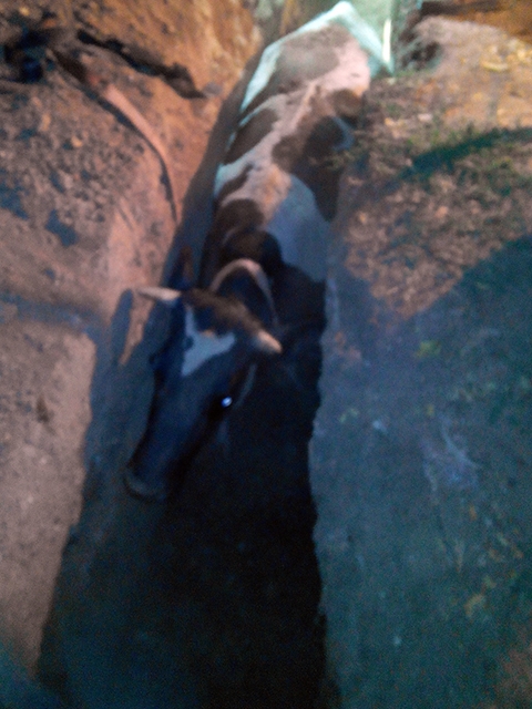 В Николаеве спасатели вытащили корову из ямы